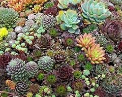 Sempervivum mixed species for sale  Delivered anywhere in UK