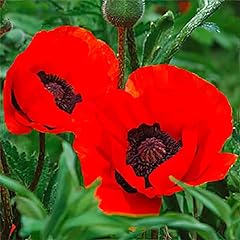 Papaver plug plants. for sale  Delivered anywhere in UK
