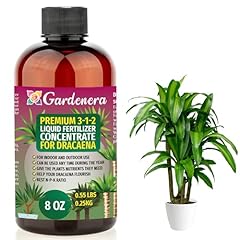 Premium liquid dracaena for sale  Delivered anywhere in USA 