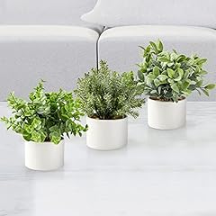Seeko succulents pack for sale  Delivered anywhere in USA 