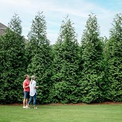 Brighter blooms thuja for sale  Delivered anywhere in USA 