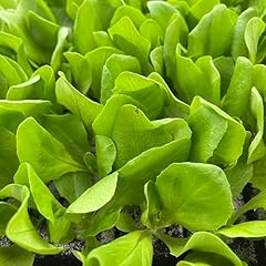 Kopfsalat grün nobellan gebraucht kaufen  Wird an jeden Ort in Deutschland
