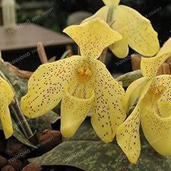 Sell pcs cypripedium d'occasion  Livré partout en Belgiqu