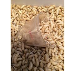 Bestbait 500 maggots for sale  Delivered anywhere in USA 