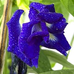 Clitoria ternatea blue d'occasion  Livré partout en France