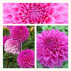 Dahlia jan van for sale  Delivered anywhere in Ireland
