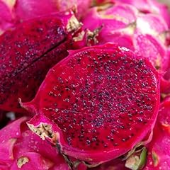 Purple dragon fruit for sale  Delivered anywhere in USA 