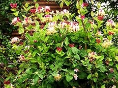 Greenwood nursery live for sale  Delivered anywhere in USA 