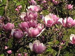 Saucer magnolia magnolia for sale  Delivered anywhere in USA 