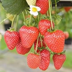 Carbeth plants fruit for sale  Delivered anywhere in UK