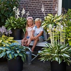 Hosta vivace premium d'occasion  Livré partout en France