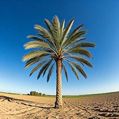 Date palm seeds for sale  Delivered anywhere in USA 