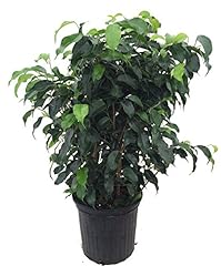 Wintergreen weeping fig for sale  Delivered anywhere in USA 