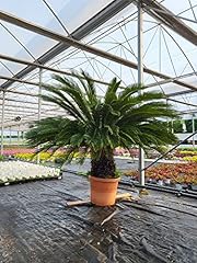 Powers flowers cycas usato  Spedito ovunque in Italia 