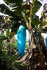 Blaue banane musa gebraucht kaufen  Wird an jeden Ort in Deutschland