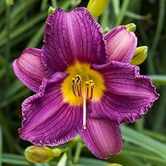 Easy grow daylily for sale  Delivered anywhere in USA 