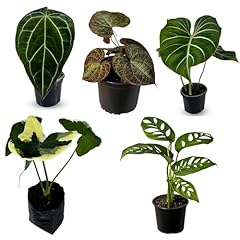 Alocasia variegated mickey for sale  Delivered anywhere in USA 