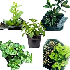 Mint plant variety for sale  Delivered anywhere in USA 