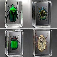 Insect resin real for sale  Delivered anywhere in UK