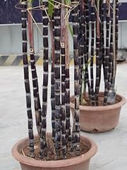 Black purple sugar for sale  Delivered anywhere in USA 