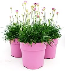 Powers flowers armeria usato  Spedito ovunque in Italia 