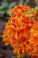 Rhododendron lut golden gebraucht kaufen  Wird an jeden Ort in Deutschland