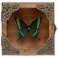 Real taxidermy butterfly for sale  Delivered anywhere in USA 