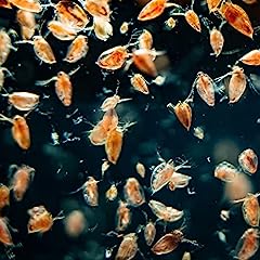 Aquacadabra live daphnia for sale  Delivered anywhere in UK
