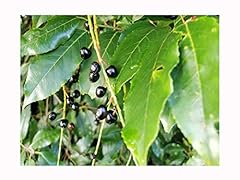 Portuguese laurel prunus for sale  Delivered anywhere in UK