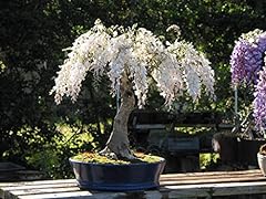 High wisteria floribunda for sale  Delivered anywhere in UK