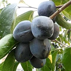 Diospyros digyna seeds for sale  Delivered anywhere in USA 