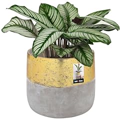 Kotarbau blumentopf keramik gebraucht kaufen  Wird an jeden Ort in Deutschland
