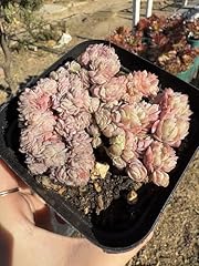 Echeveria twin berry for sale  Delivered anywhere in USA 