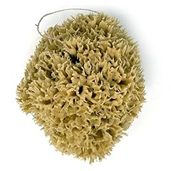 18cm sea sponge for sale  Delivered anywhere in UK