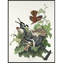 Ferruginous thrush print for sale  Delivered anywhere in USA 