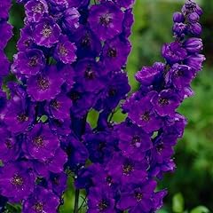 Delphinium black knight for sale  Delivered anywhere in UK