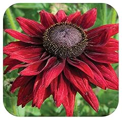 Rudbeckia cherry brandy for sale  Delivered anywhere in UK