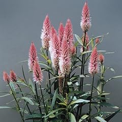 Celosia seeds flamingo for sale  Delivered anywhere in USA 