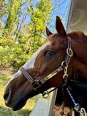 Leaders leather halter for sale  Delivered anywhere in USA 