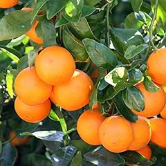 Honey tangerine trees for sale  Delivered anywhere in USA 