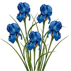 Dilatata iris flowers for sale  Delivered anywhere in USA 