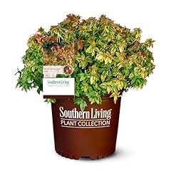 Southern living kaleidoscope for sale  Delivered anywhere in USA 