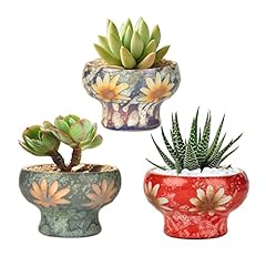 Sungmor small succulent for sale  Delivered anywhere in USA 