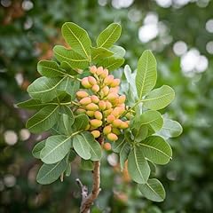 Seeds cup tree for sale  Delivered anywhere in USA 