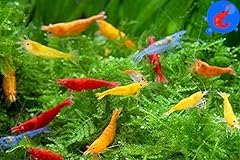 Shrimp aquatics mixed for sale  Delivered anywhere in USA 