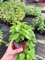Generic holy basil for sale  Delivered anywhere in USA 