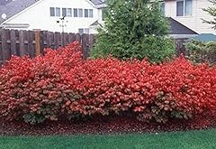 Dwarf burning bushes for sale  Delivered anywhere in USA 