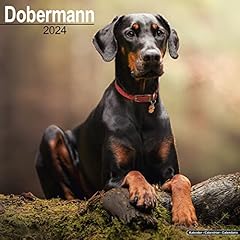 Dobermann calendar 2024 for sale  Delivered anywhere in UK