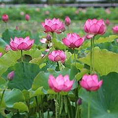 5pcs graine lotus d'occasion  Livré partout en France