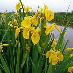 1000 seeds iris usato  Spedito ovunque in Italia 